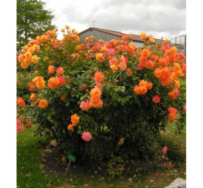 Роза плетистая Сахара