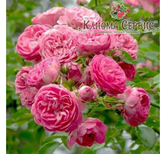 Роза плетистая Чаплинс Пинк