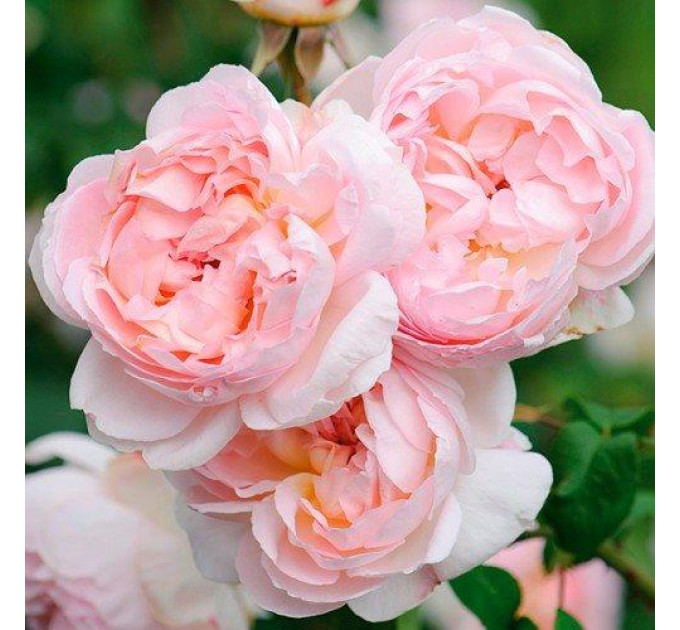 Роза плетистая Шарика Асма