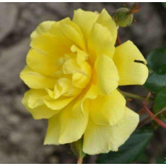 Роза плетистая Голден Шауерс