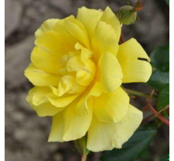 Роза плетистая Голден Шауерс