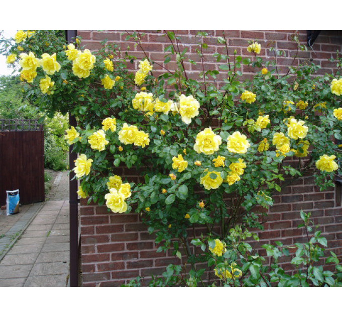 Роза плетистая Голден Шауерс