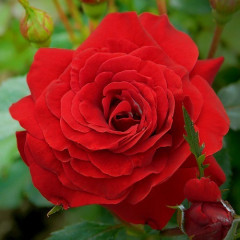 Роза плетистая Sunset (Закат)