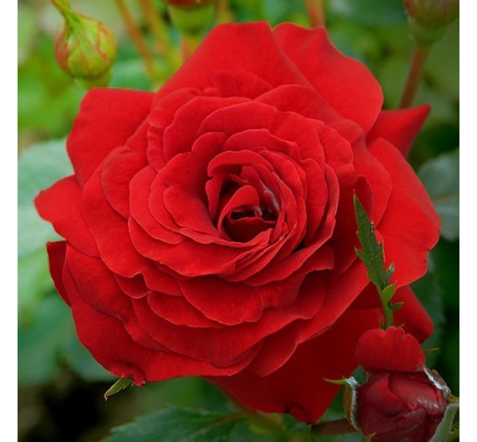 Роза плетистая Sunset (Закат)