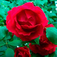 Саженцы роз сорт Флейм Денс