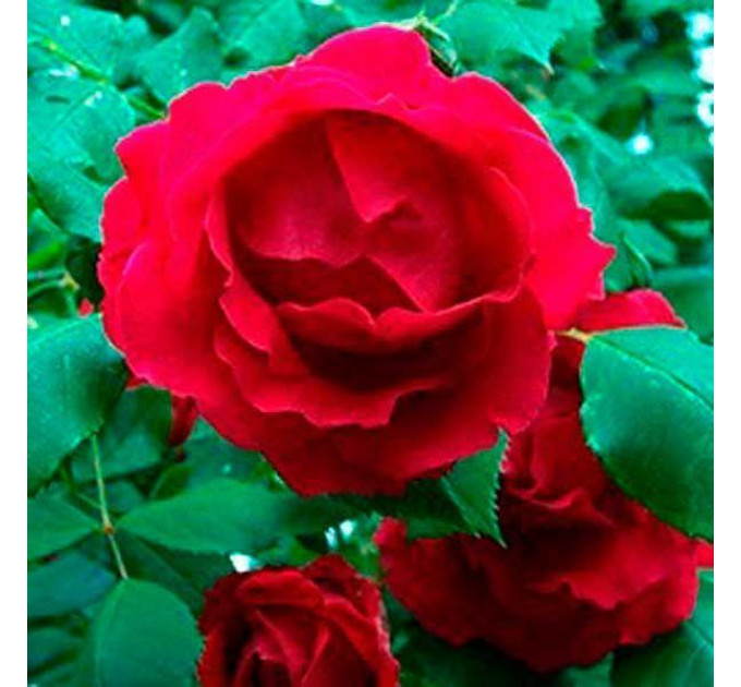 Саженцы роз сорт Флейм Денс