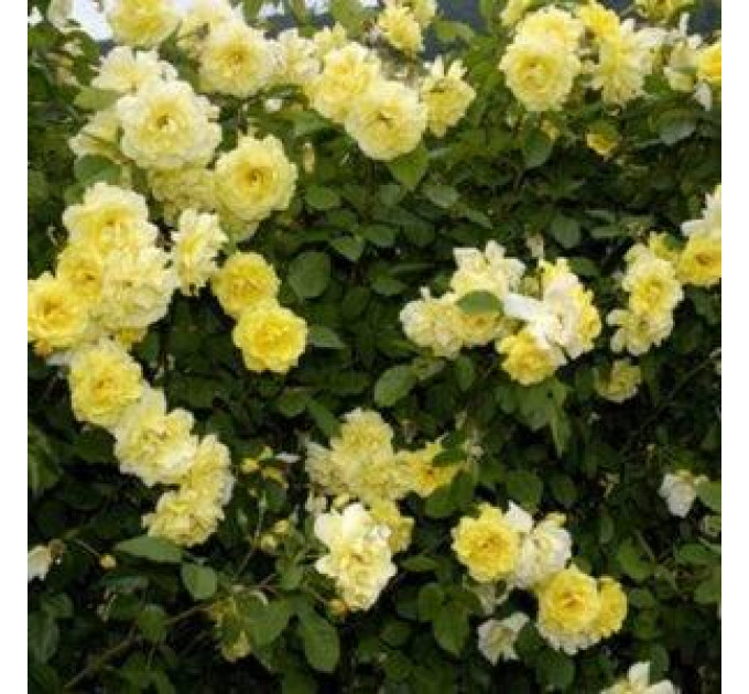 Роза Вьюшка Голдштерн