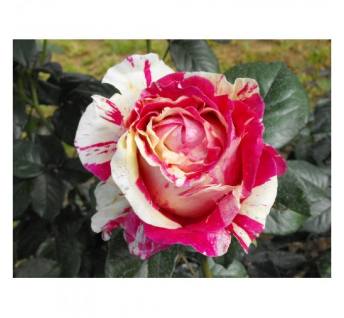 Роза плетистая Ванила Фрайз