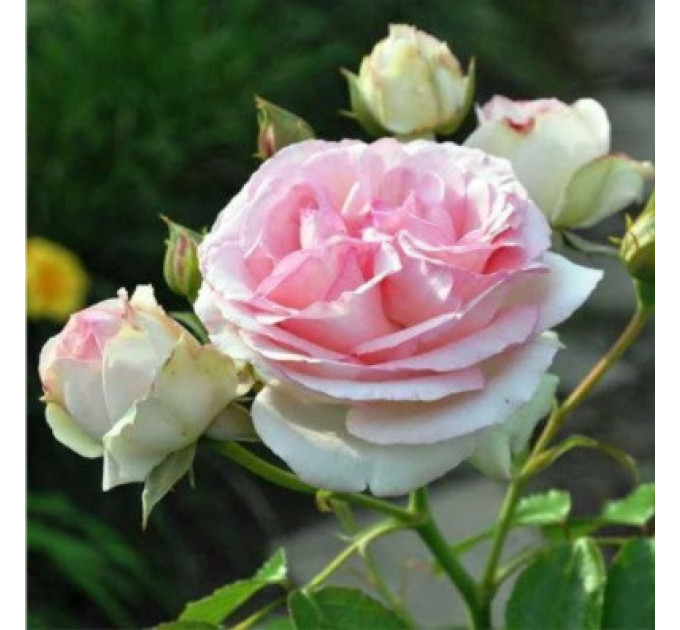 Роза плетистая сорт Иден Роуз (Eden Rose)