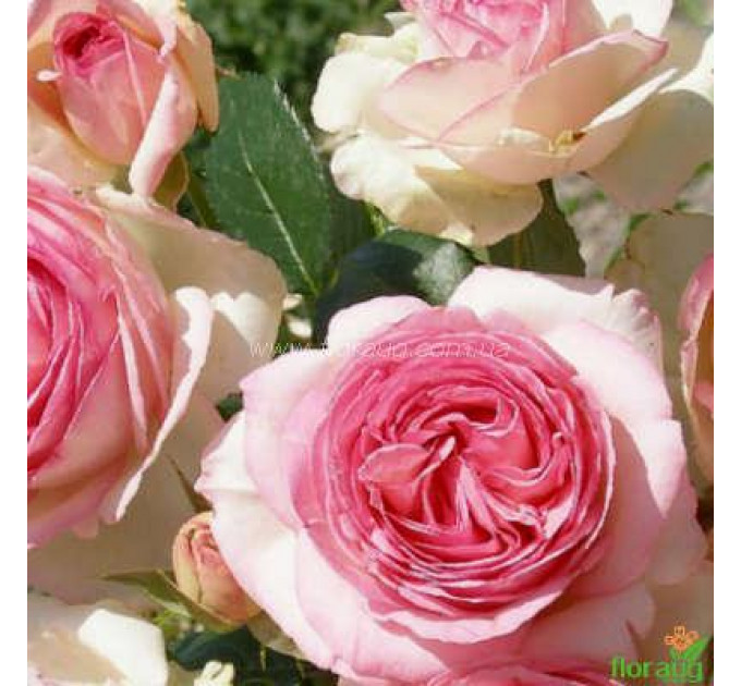 Роза плетистая сорт Иден Роуз (Eden Rose)