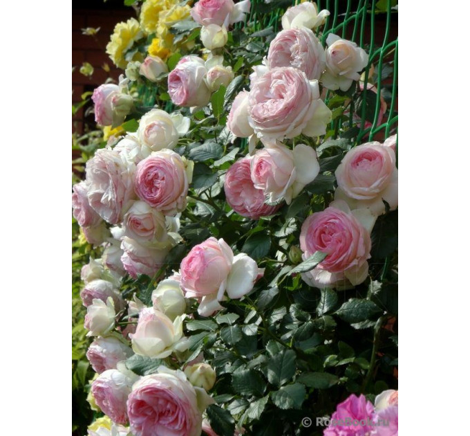 Роза плетистая сорт Иден Роуз (Eden Rose)