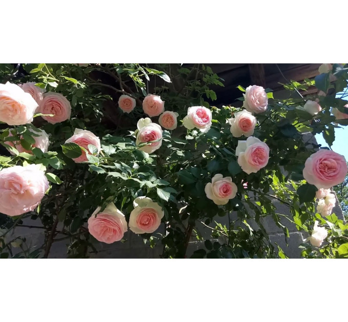 Роза плетистая сорт Иден Роуз (Eden Rose)