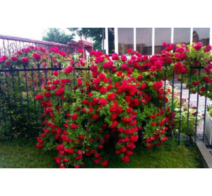 Роза плетистая Фламентанз