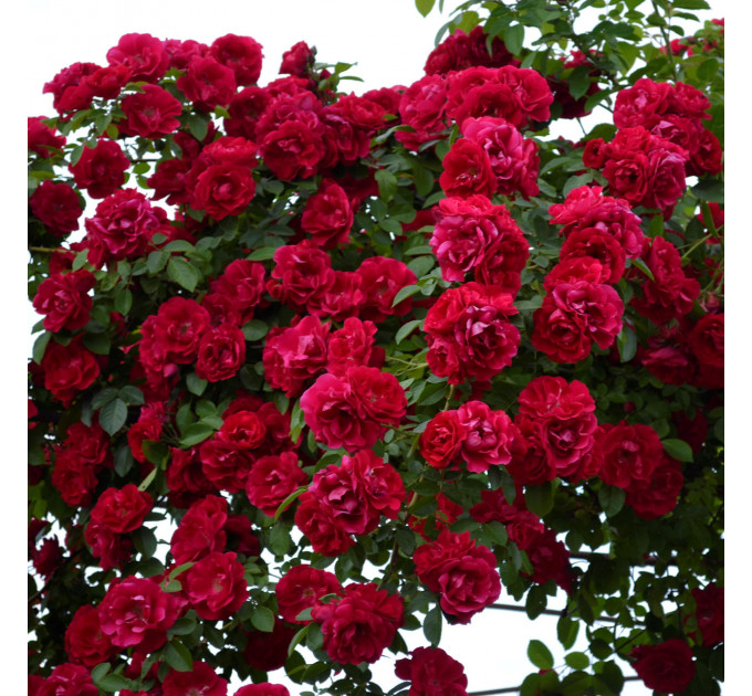 Роза плетистая Фламентанз