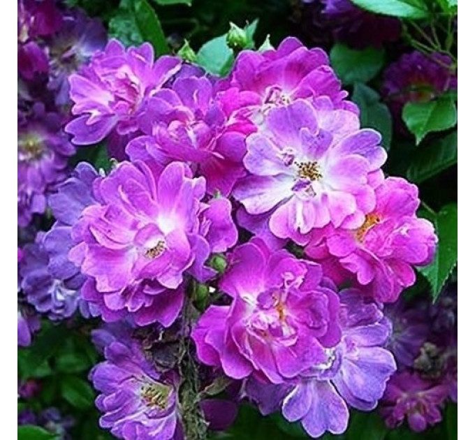 Роза плетистая Вейлченблу