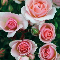 Роза плетистая Пинк Шампань