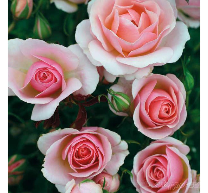 Роза плетистая Пинк Шампань