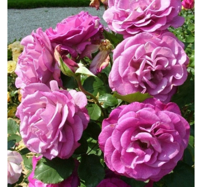 Роза плетистая Виолет Парфум