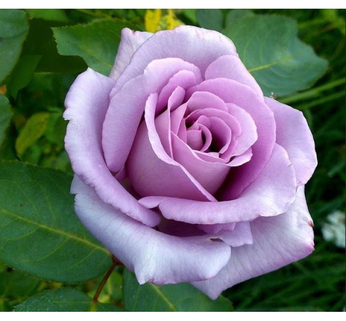 Роза плетистая Блю Мун