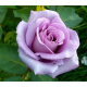Роза плетистая Блю Мун