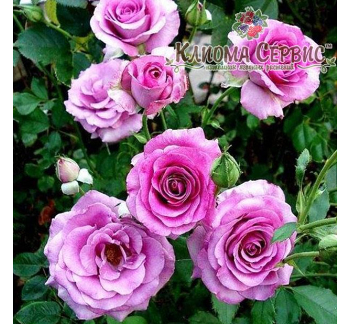 Роза плетистая Виолет Парфум