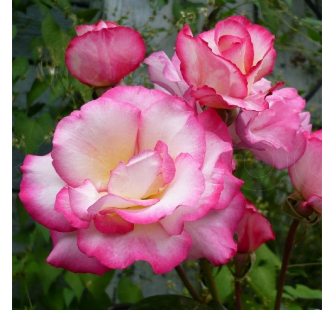 Роза плетистая Хендель