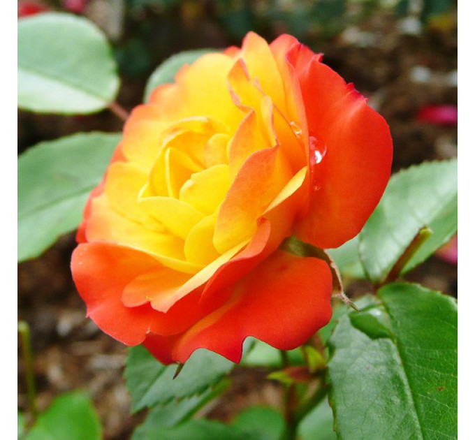 Роза плетистая Румба