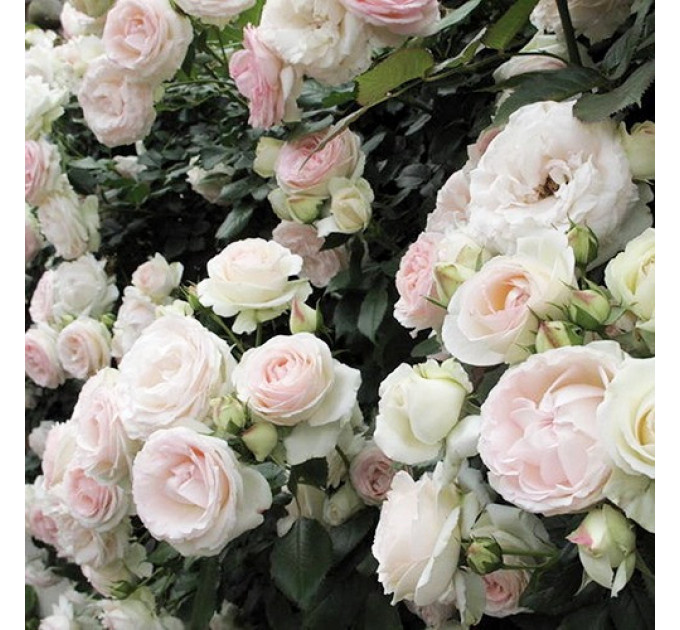 Роза плетистая Мон Блан