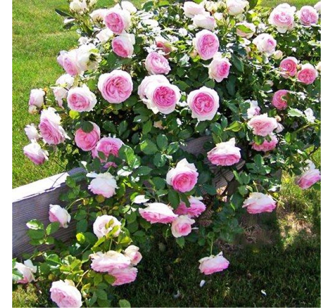 Роза плетистая Иден Роуз