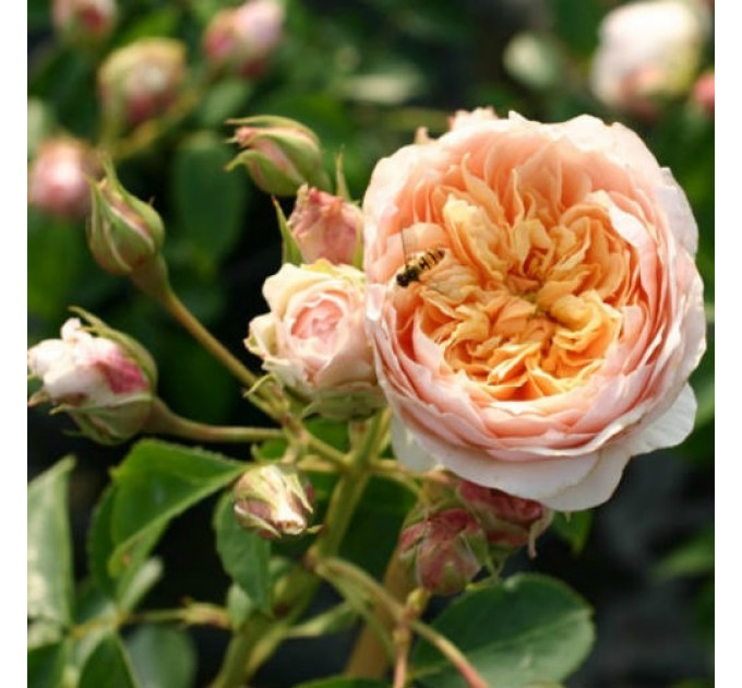 Саженцы роз сорт Ginger Syllabub (Джинджер Силабаб)