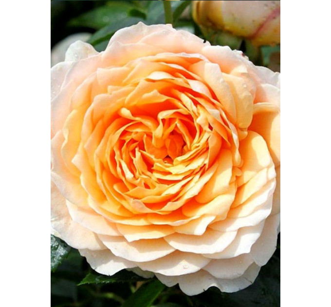 Саженцы роз сорт Ginger Syllabub (Джинджер Силабаб)