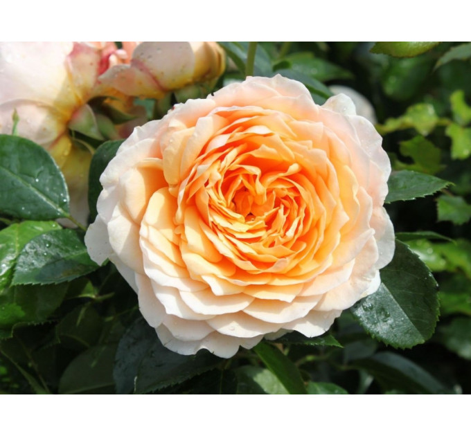 Саженцы роз сорт Ginger Syllabub (Джинджер Силабаб)