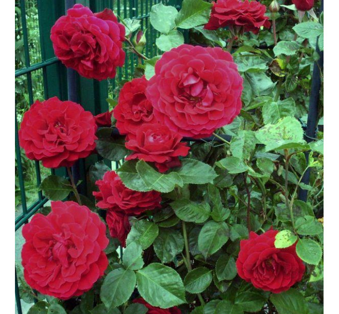 Роза плетистая Мусимара