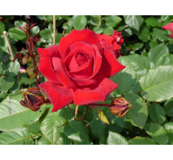 Роза плетистая Мусимара