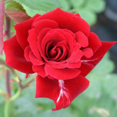 Роза плетистая Мусимара