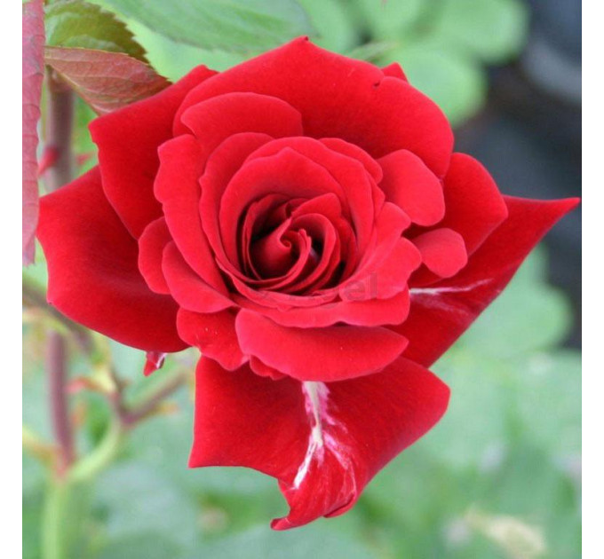 Роза плетистая Мусимара