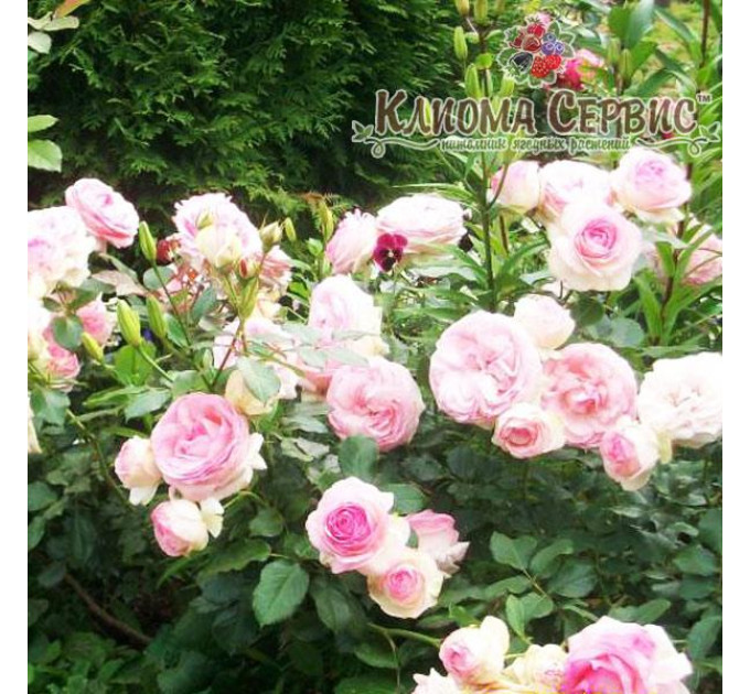 Роза плетистая Иден Роуз