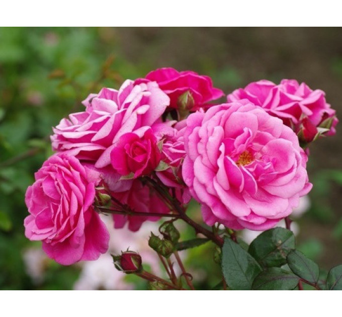 Роза плетистая Этюд