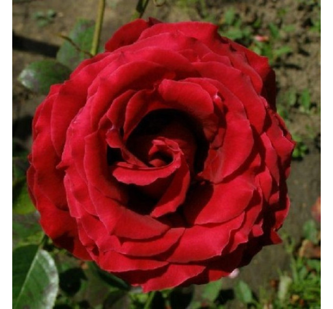 Роза плетистая Норита