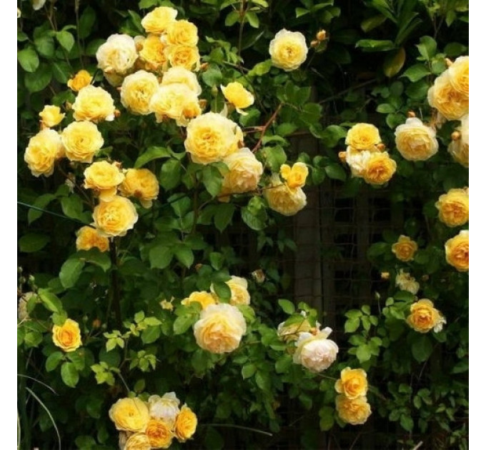 Троянда плетиста сорт Казино (Casino)