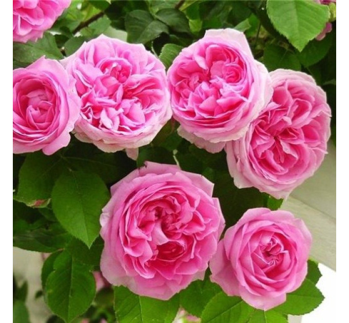 Роза плетистая Этюд