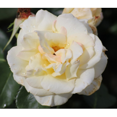 Роза плетистая Шнивальцер