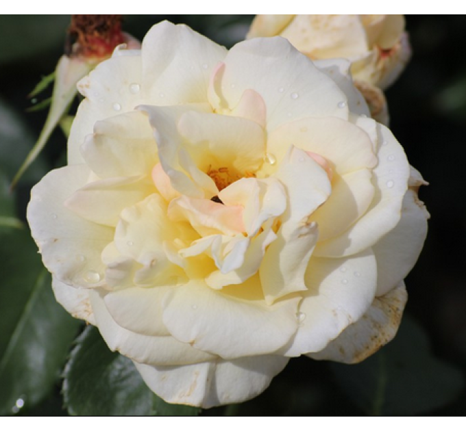 Роза плетистая Шнивальцер