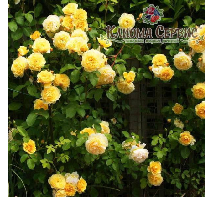 Троянда плетиста сорт Казино (Casino)