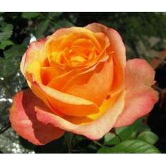 Роза плетистая Полнолуние