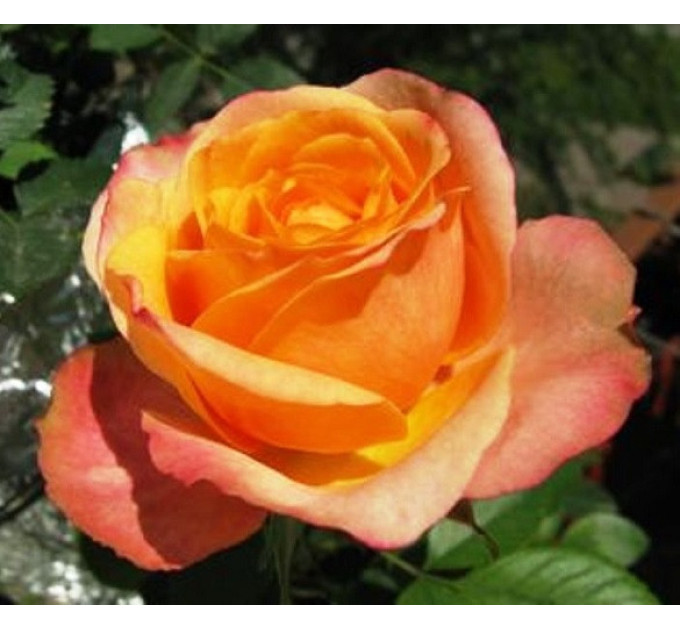 Роза плетистая Полнолуние