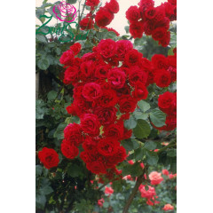 Роза плетистая Нахеглут