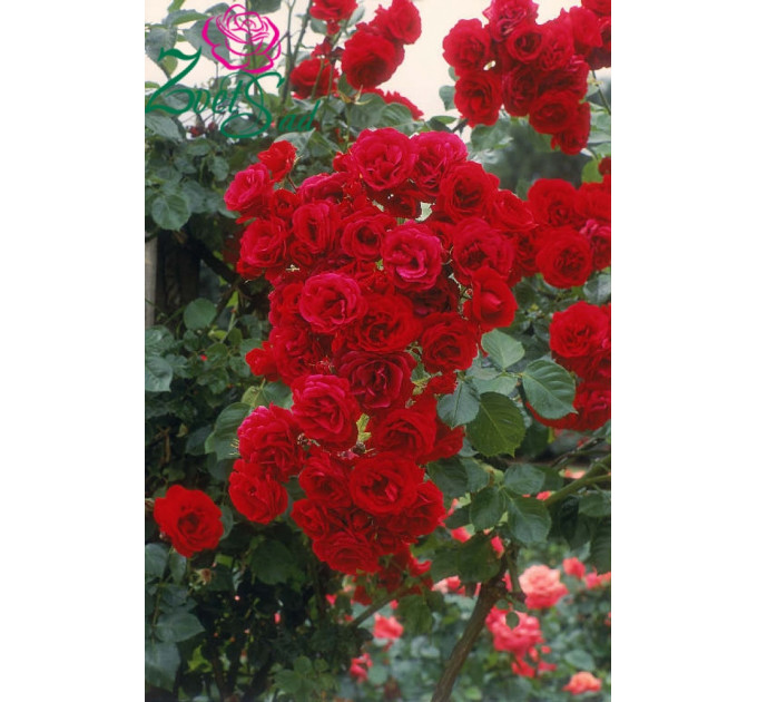 Роза плетистая Нахеглут