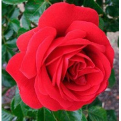 Роза плетистая Симпати