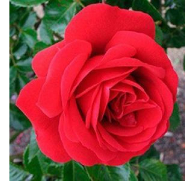 Роза плетистая Симпати